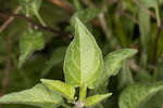 Climbing nightshade